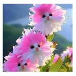 200 graines dorchid�es � planter. graines dorchid�es � t�te de chat. graines dorchid�es. plante vivace ...