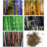 200 pcs graines de bambou jardin cour plante bureau d�cor � la maison graines de bambou couleurs m�lang�es ...