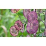 25 graines de monnaie du pape - fleurs plante jardin ancien m�thode bio