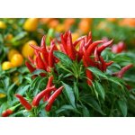 25 graines de piments oiseau lgumes plantes jardins potager mthode bio