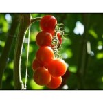 25 graines de tomate cerise rouge - l�gume jardin potager - m�thode bio