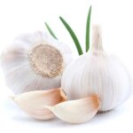 250 graines dail blanc - plantes l�gumes fleurs aromatique potager m�thode bio