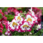 250 graines de fleur de papillon (schizanthus wisetonensis) - semisauvage permaculture 250 graines de fleur de papillon (schizanthus wisetonensis) - semisauvage permaculture