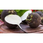 250 graines de radis noir gros rond dhiver jardins m�thode bio l�gumes ancien