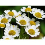 2500 graines de camomille matricaire - plante aromatique médicinale méthode bio 2500 graines de camomille matricaire - plante aromatique médicinale méthode bio