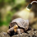 25w uva uvb lampe tortue terrestre chauffante reptiles et amphibiens pour aquarium 360 degrs de rotation ...