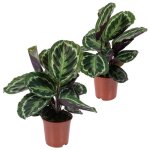 2x calathea medaillon - plante paon - plante dint�rieur - purificateur dair - d14 cm - h40 - 45 cm