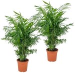 2x chamaedorea elegans - palmier nain mexicain - plante dint�rieur - purificateur dair ? d17 cm - h50 ...