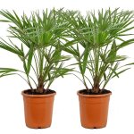 2x chamaerops humilis ? palmier nain europ�en ? palmier ? rustique ? d21 cm - h60 - 75 cm