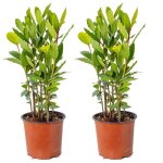 2x laurus nobilis - laurier de cuisine - arbuste - persistant - d15 cm - h30 - 45 cm 2x laurus nobilis - laurier de cuisine - arbuste - persistant - d15 cm - h30 - 45 cm