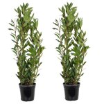 2x laurus nobilis - laurier de cuisine - arbuste - persistant ? d21 cm - h80 - 100 cm