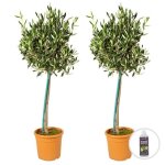 2x olea europaea avec nutrition plantgrow - olivier sur tronc - arbre d19 cm d80 - 90 cm