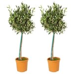 2x olea europaea - olivier sur tronc - arbre - rustique ? d19 cm - h80 - 90 cm