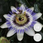 2x passiflora caerulea ? passiflore ? plante grimpante ? rustique - d15 cm - h 60 - 70 cm