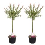 2x salix flamingo ? saule panach� ? saule ornemental ? rustique - d17 cm - h75 - 85 cm