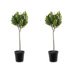 2x tige de laurus nobilis - laurier de cuisine - arbuste - persistant - d21 cm - 90 - 100 cm