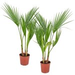 2x washingtonia robusta - palmier mexicain - palmier extrieur - persistant ? d14 cm - h35 - 45 cm