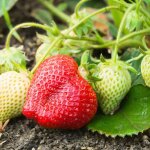 3 plants fraisier cirano remontant motte 7cm