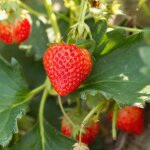 3 plants fraisier ostara remontant motte 7cm