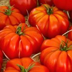 3 plants tomate supersteak f1 motte 7cm