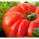 30 graines de tomate marmande - l�gume ancien jardin potager - m�thode bio