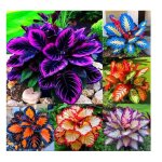 300 graines dhostas aux formes vari�es pour plantation en ext�rieur - graines dhostas arc - en - ciel ...