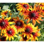 300 graines de rudbeckia gloriosia daisy - fleurs plante jardin mthode bio