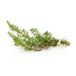 300 graines de thym - plante aromatique mdicinale - jardin mthode bio