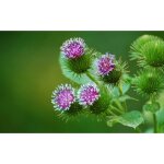 35 graines de grande bardane - semisauvage permaculture