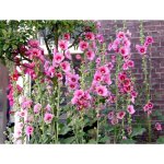 35 graines de rose trmire - fleurs jardins ornement - mthode bio