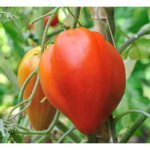 35 graines de tomate c?ur de b?uf - v�ritable l�gume ancien - m�thode bio