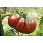 35 graines de tomate noire de crim�e - l�gume ancien jardin potager m�thode bio