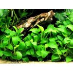 3x anubia nana xl plante vivantes aquarium