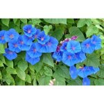 40 graines dipome bleu - fleurs grimpante jardins potager - mthode bio