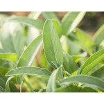 40 graines de sauge officinale - plante aromatique - jardin potager mthode bio