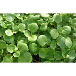 400 graines de cresson al�nois - l�gumes salade potager m�thode bio