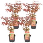 4x acer palmatum atropurpureum - Érable du japon - arbuste - rustique ? d10. 5 cm - h25 - 30 cm 4x acer palmatum atropurpureum - Érable du japon - arbuste - rustique ? d10. 5 cm - h25 - 30 cm