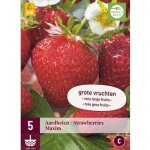 5 racines de fraisiers maxim rouge