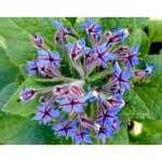 50 graines de bourrache officinale - plante aromatique - jardin méthode bio 50 graines de bourrache officinale - plante aromatique - jardin méthode bio
