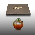 50 graines - tomate noire de crim�e - appr�ci�e des enfants