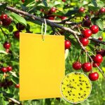 50 pcs cerisier anti moucherons collant double face jaune sticky papiers pour blanc feuille de mouches ...