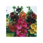 50 (rose violet jaune blanc) tr�mi�re super single mix graines