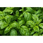 500 graines de basilic - plante aromatique - l�gumes jardin potager m�thode bio