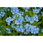 500 graines de myosotis royal bleu - semisauvage permaculture