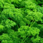 500 graines de persil fris� - plante aromatique - l�gumes potager m�thode bio