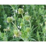 500 graines de psyllium brun - vrai plantain ispaghul - jardin m�thode bio