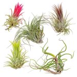 Lot de 5 - tillandsia - plantes a�riennes - d�polluantes - tr�s faciles d?entretien - 5 - 15 cm