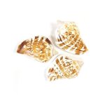 6 coquillages de d�coration 45 x 28 cm