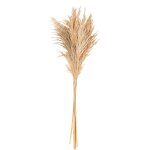 6 herbes de pampa sauvages naturelles 70cm beige ivoire cr�me �cru naturel taupe