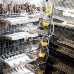 Abreuvoir  cailles - tip - 12 pcs - jaune - systme dabreuvement - pour pigeons et oiseaux